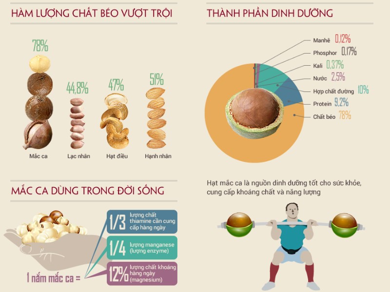 Hạt macca là gì? Công dụng hạt macca đối với sức khỏe